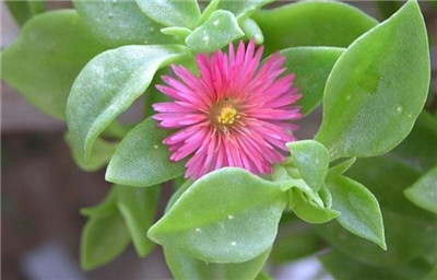 吊兰的图片，盘点常见种类的吊兰图片-图片3