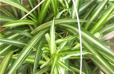 吊兰品种有哪些，盘点常见吊兰的种类-图片6