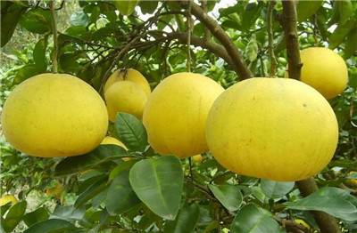 柚子的热量是多少，一天吃多少柚子合适-图片2