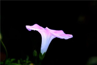 喇叭花的资料介绍，快速了解喇叭花的资料-图片2