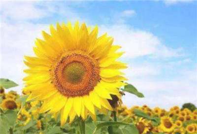 父亲节送什么花，父亲节送什么花最好-图片3