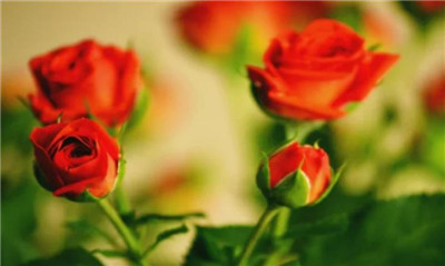 父亲节送花一般送什么花，父亲节送什么花合适-图片3