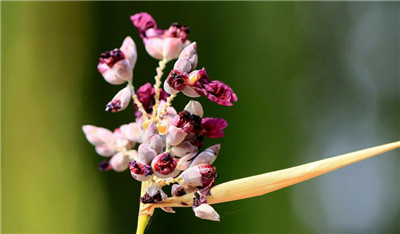 再力花资料介绍，老花匠带你认识再力花-图片3