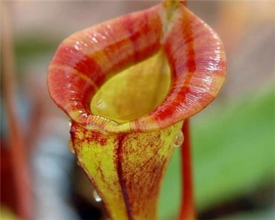 猪笼草资料介绍，3分钟了解猪笼草-图片3