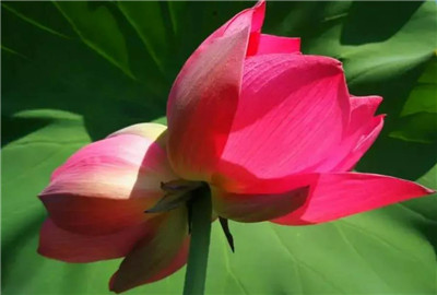 并蒂莲资料介绍，老花匠带你认识并蒂莲-图片3