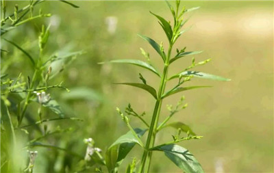穿心莲资料介绍，老花匠带你认识穿心莲-图片3