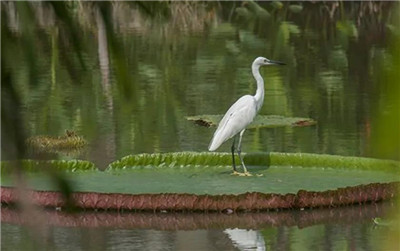 王莲资料介绍，老花匠带你认识王莲-图片3