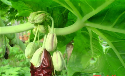 八角莲资料介绍，老花匠带你认识八角莲-图片3