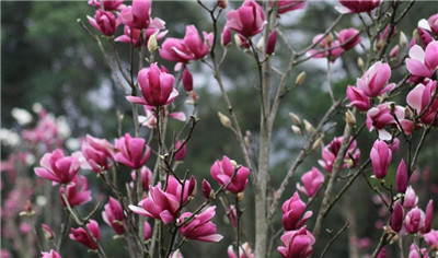 旱莲资料介绍，老花匠带你认识旱莲-图片3