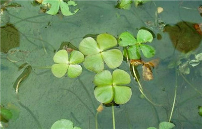 四叶莲资料介绍，老花匠带你认识四叶莲-图片3