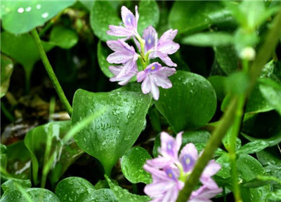 凤眼莲资料介绍，老花匠带你认识凤眼莲-图片3