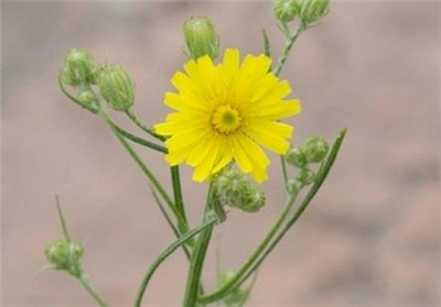 山柳菊资料介绍，老花匠带你认识山柳菊-图片3