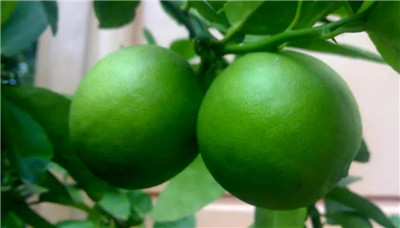 西柚的营养价值有哪些，西柚的功效和作用-图片2