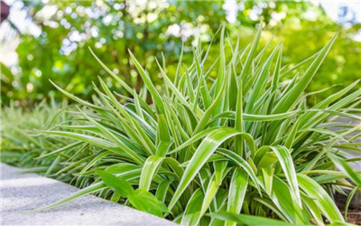 吊兰叶尖发黄的原因是什么，吊兰叶尖发黄的解决方法有哪些-图片1