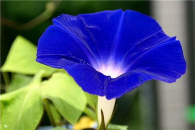 喇叭花的资料介绍，快速了解喇叭花的资料-图片1