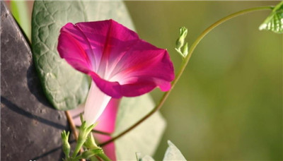 喇叭花什么时候开，喇叭花花期是什么时间-图片2