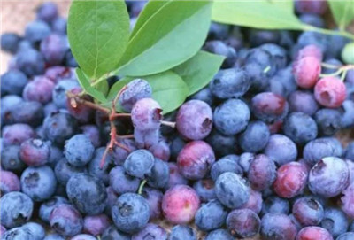 蓝莓的种植方法和技术，蓝莓的种植时间和管理方法-图片1