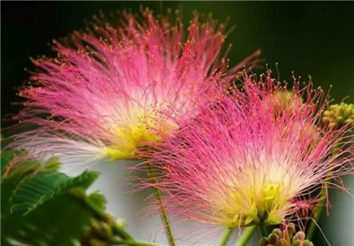 合欢花怎么用，合欢花的食用方法有哪些-图片2