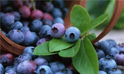 蓝莓的营养价值，3分钟了解蓝莓的营养价值-图片1