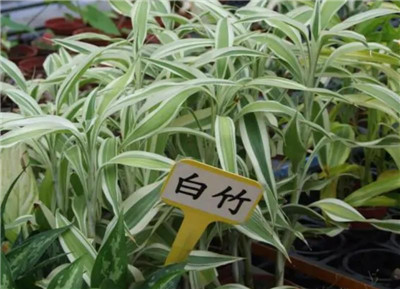 白竹资料介绍，老花匠带你认识白竹-图片1