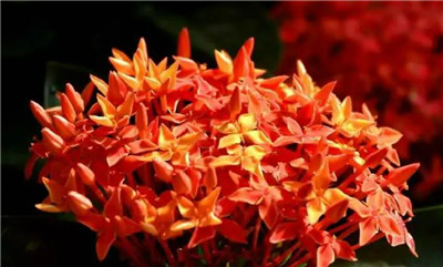 龙船花资料介绍，老花匠带你认识龙船花-图片1