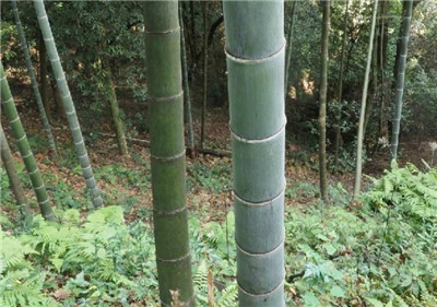楠竹资料介绍，老花匠带你认识楠竹-图片1