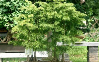 金钱松资料介绍，老花匠带你认识金钱松-图片1