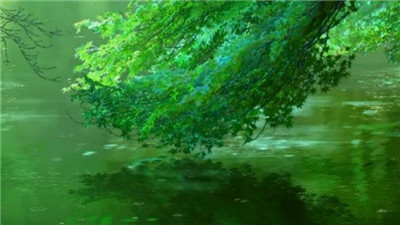 柏松资料介绍,老花匠带你认识柏松