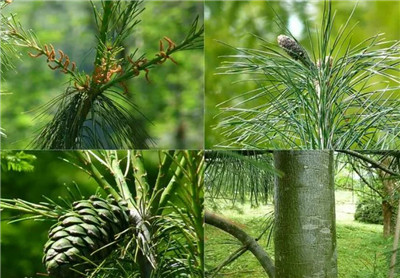 华山松资料介绍，老花匠带你认识华山松-图片1