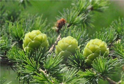 华北落叶松资料介绍,老花匠带你认识华北落叶松-图片1