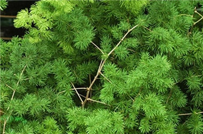 蓬莱松资料介绍，老花匠带你认识蓬莱松-图片1