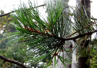 白皮松资料介绍,老花匠带你认识白皮松-图片1