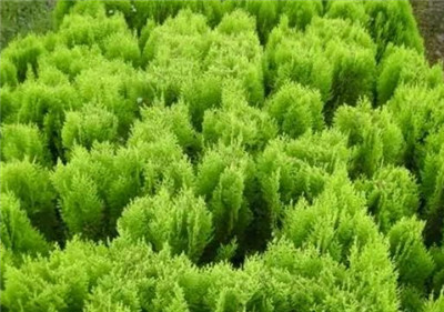 洒金柏资料介绍，老花匠带你认识洒金柏-图片1