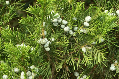 柏科资料介绍,老花匠带你认识柏科-图片1
