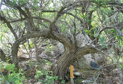 沙地柏资料介绍,老花匠带你认识沙地柏-图片1