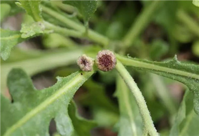 球菊资料介绍，老花匠带你认识球菊-图片1