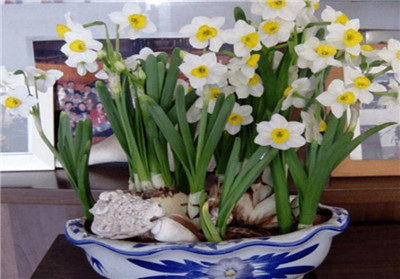 水仙花盆怎么选，水仙花盆还能养什么花-图片2