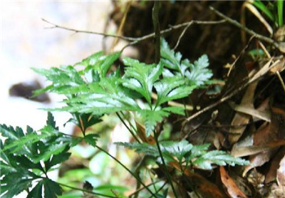 优昙花资料介绍，老花匠带你认识优昙花-图片2