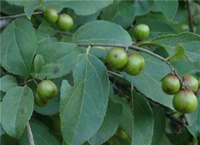 雀梅资料介绍，老花匠带你认识雀梅-图片2