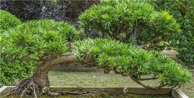 造型罗汉松怎么弄，罗汉松造型有哪些-图片2