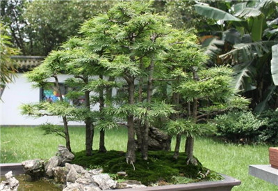 金钱松资料介绍，老花匠带你认识金钱松-图片2