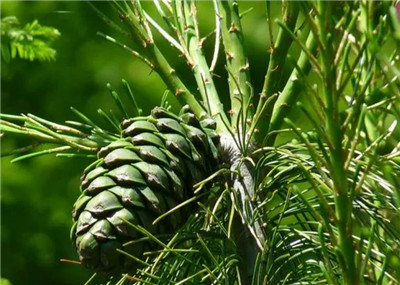 华山松资料介绍，老花匠带你认识华山松-图片2