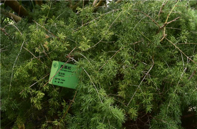 蓬莱松资料介绍，老花匠带你认识蓬莱松-图片2