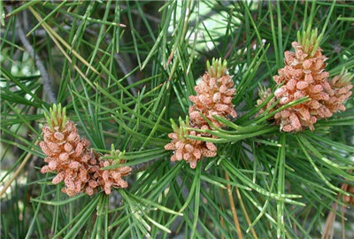 白皮松资料介绍,老花匠带你认识白皮松-图片2