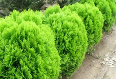 洒金柏资料介绍，老花匠带你认识洒金柏-图片2