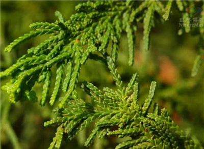 柏科资料介绍,老花匠带你认识柏科-图片2
