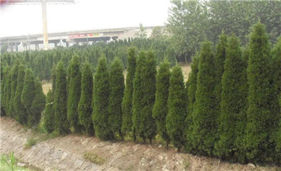 塔柏资料介绍，老花匠带你认识塔柏-图片2