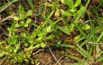 球菊资料介绍，老花匠带你认识球菊-图片2