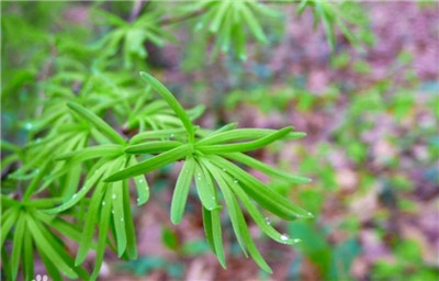 金钱松资料介绍，老花匠带你认识金钱松-图片3