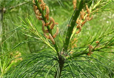 华山松资料介绍，老花匠带你认识华山松-图片3
